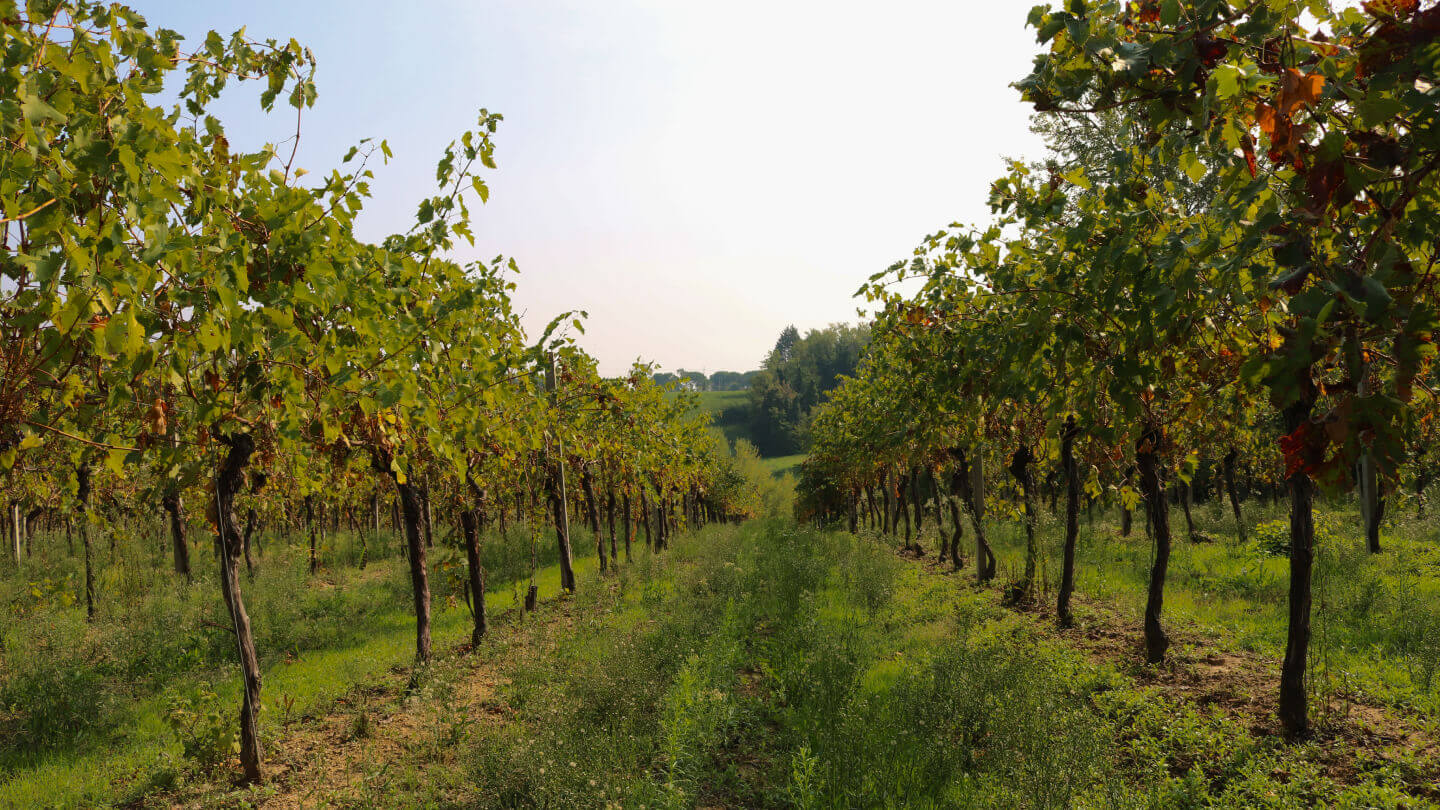 Vinícola Biscardo