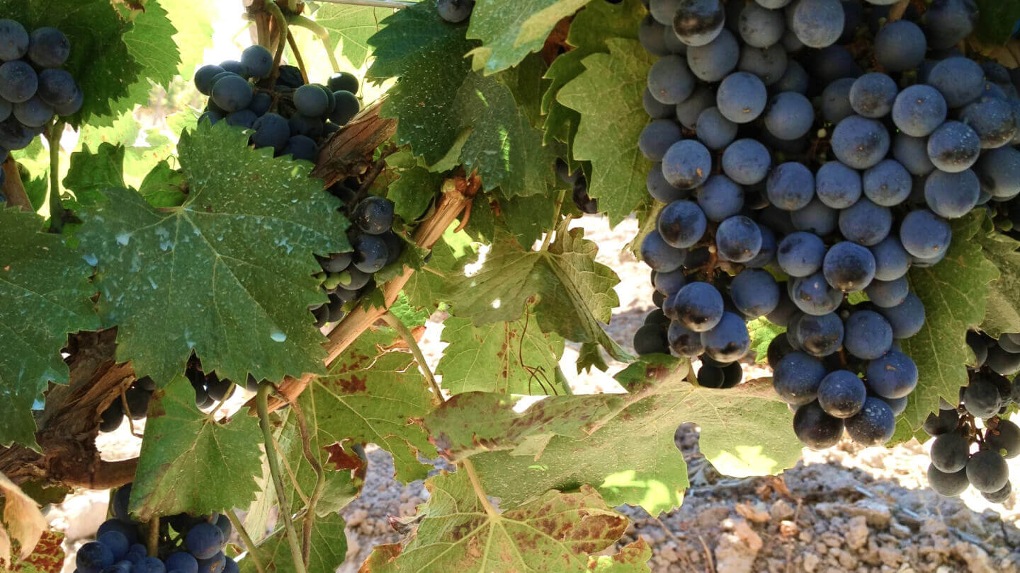 Vinícola Bodega Goulart